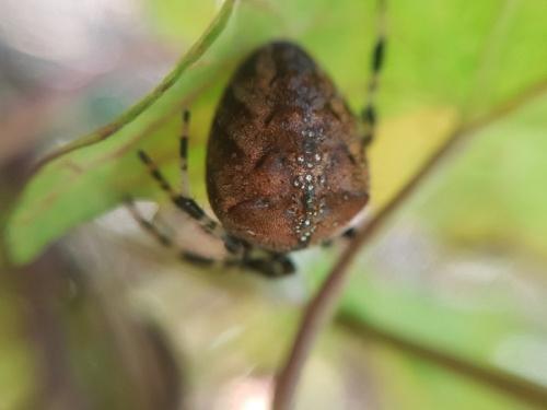 Réf. 292 451 : Araneus diadematus